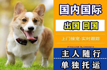 呼和浩特宠物托运公司呼和浩特宠物托运公司呼和浩特宠物托运公司