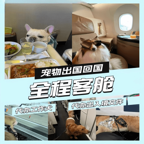 呼和浩特宠物托运到白俄罗斯宠物入境规定和要求