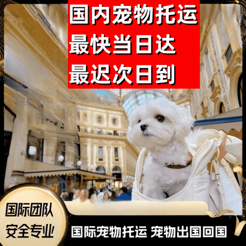 呼和浩特到澳大利亚（澳洲）宠物入境规定和要求